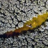 Ein Fischer wirft seine Netze zwischen weiß blühenden Mangroven