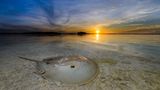 Ein Atlantischer Pfeilschwanzkrebs im Sand während eines Sonnenaufgangs in Mangroven in Yucatan.