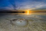 Ein Atlantischer Pfeilschwanzkrebs im Sand während eines Sonnenaufgangs in Mangroven in Yucatan.
