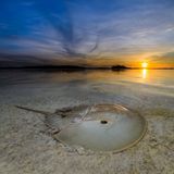 Ein Atlantischer Pfeilschwanzkrebs im Sand während eines Sonnenaufgangs in Mangroven in Yucatan.