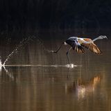 Ein Rosaflamingo rennt durch das Wasser