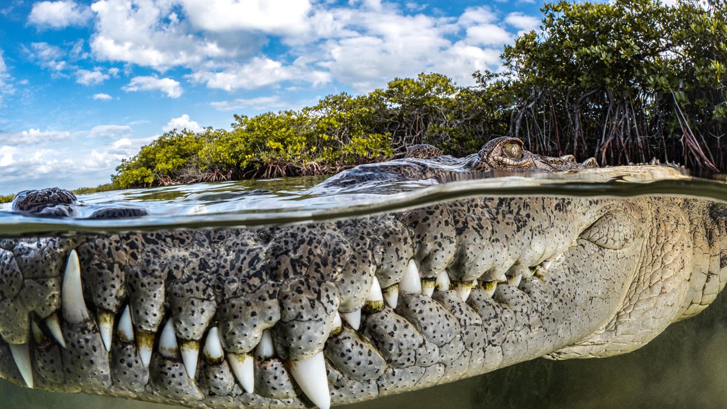 Die Nahaufnahme eines Krokodils im Wasser