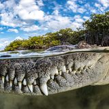 Die Nahaufnahme eines Krokodils im Wasser
