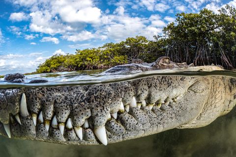 Die Nahaufnahme eines Krokodils im Wasser