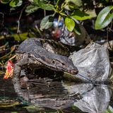 Ein Wasserwaran kämpft sich hier auf dem mit Plastik gefüllten Waldboden auf der Suche nach Nahrung