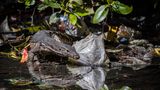 Ein Wasserwaran kämpft sich hier auf dem mit Plastik gefüllten Waldboden auf der Suche nach Nahrung