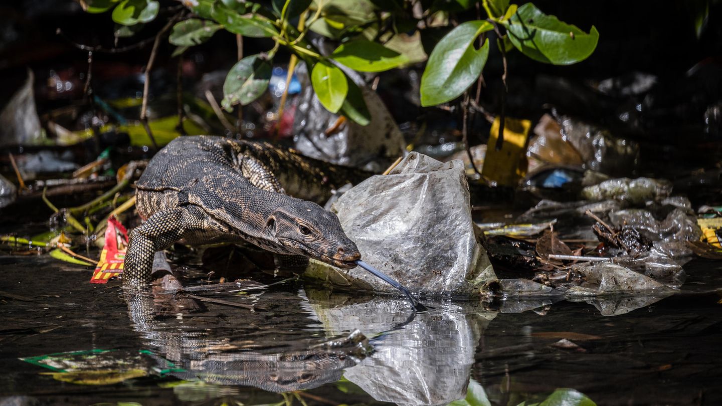 Ein Wasserwaran kämpft sich hier auf dem mit Plastik gefüllten Waldboden auf der Suche nach Nahrung