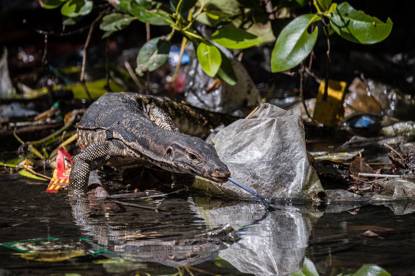 Gewinner der Kategorie "Mangroves und Erhaltung": Kei Miyamoto mit "New Normal" Ein Wasserwaran kämpft sich hier auf dem mit Plastik gefüllten Waldboden auf der Suche nach Nahrung