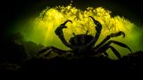 Eine blaue Krabbe in einer Höhle in den mexikanischen Cenoten