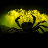 Eine blaue Krabbe in einer Höhle in den mexikanischen Cenoten