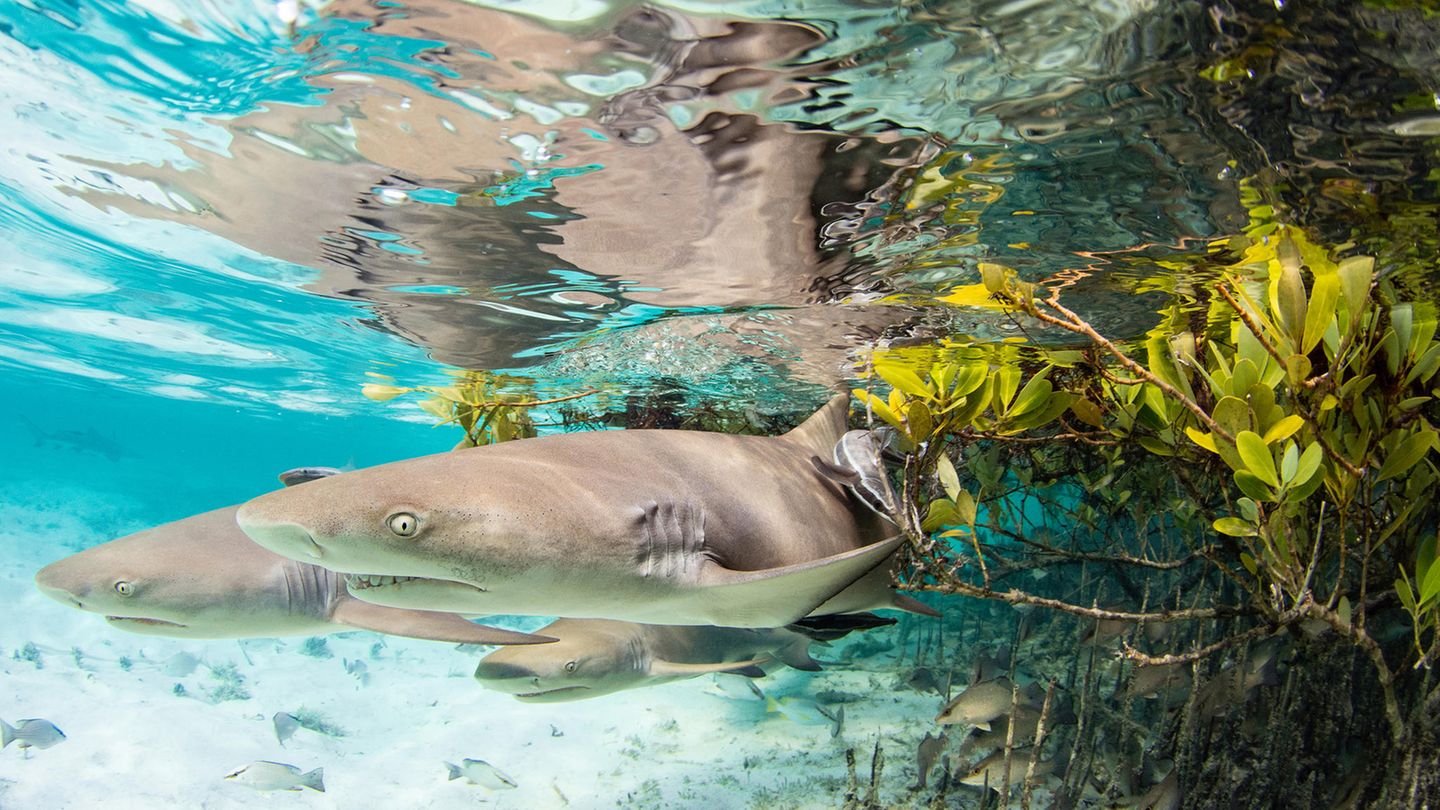 Zitronenhaue unter Wasser in Mangroven auf den Bahamas