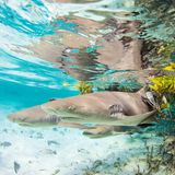 Zitronenhaue unter Wasser in Mangroven auf den Bahamas