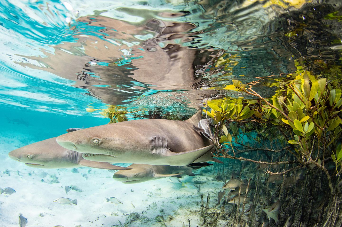 Jillian E Morris mit "At the Edge" Zitronenhaue unter Wasser in Mangroven auf den Bahamas