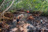 Freiwillige des "Mangrove Restoration Project" in Bonaire arbeiten im Schlamm in Mangroven