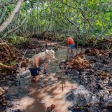 Freiwillige des "Mangrove Restoration Project" in Bonaire arbeiten im Schlamm in Mangroven