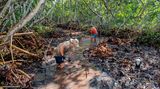 Freiwillige des "Mangrove Restoration Project" in Bonaire arbeiten im Schlamm in Mangroven