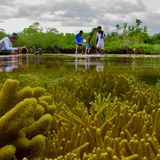 Studenten aus Nord-Sulawesi bei einer Zonierungsübung zwischen Mangroven, Korallenriffen und Seegräsern