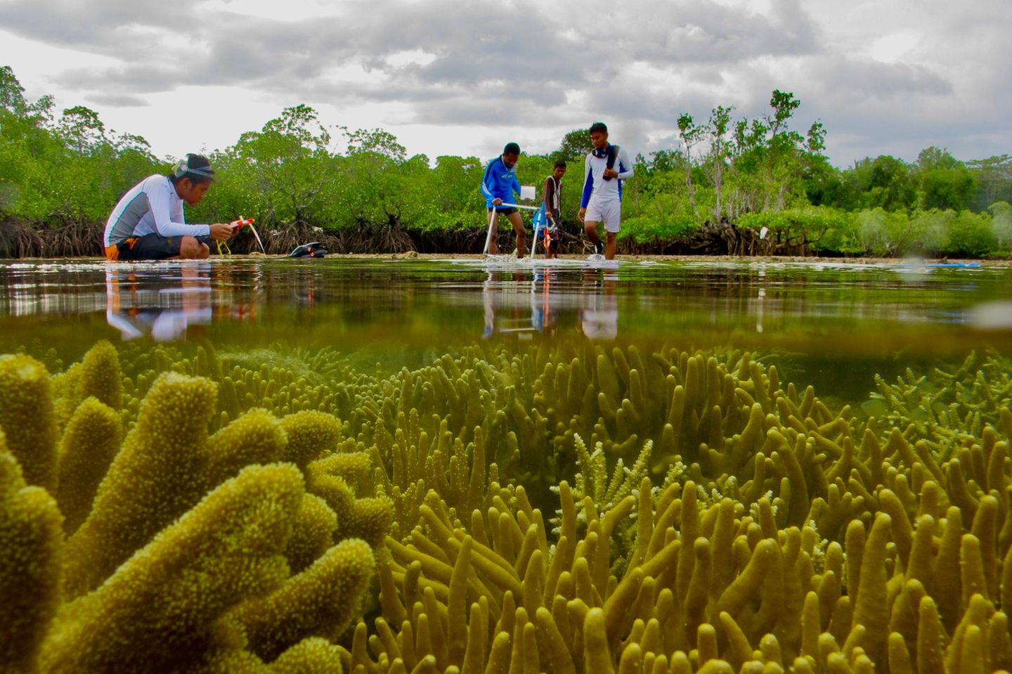 Studenten aus Nord-Sulawesi bei einer Zonierungsübung zwischen Mangroven, Korallenriffen und Seegräsern
