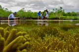 Studenten aus Nord-Sulawesi bei einer Zonierungsübung zwischen Mangroven, Korallenriffen und Seegräsern