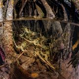 In Bonaire schlängeln sich Langusten unter Wasser durch den Mangrovenwald