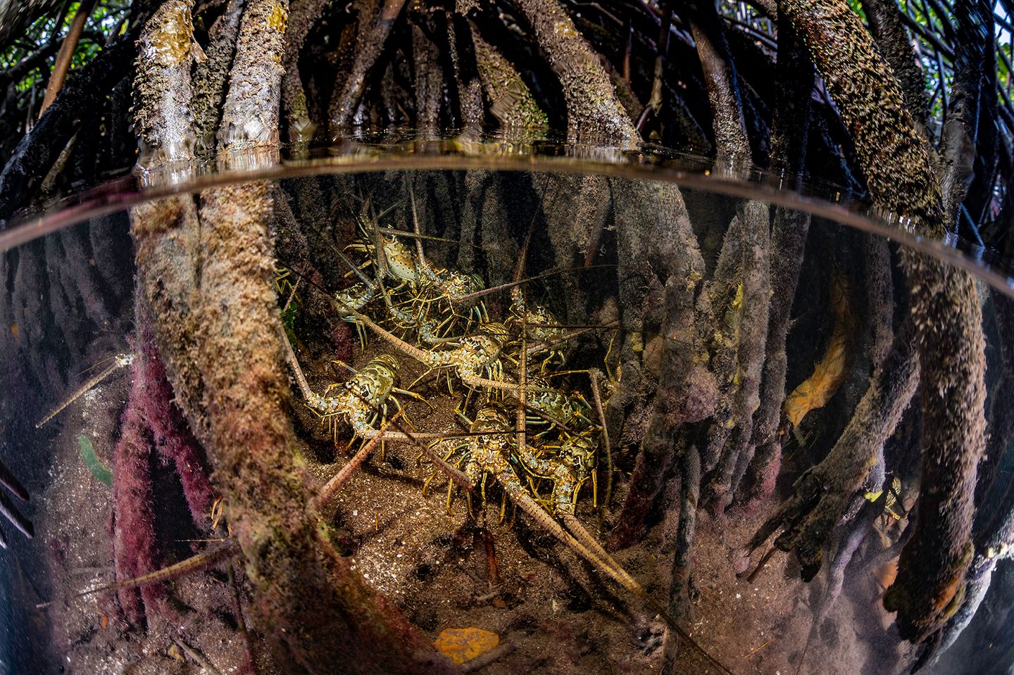 In Bonaire schlängeln sich Langusten unter Wasser durch den Mangrovenwald