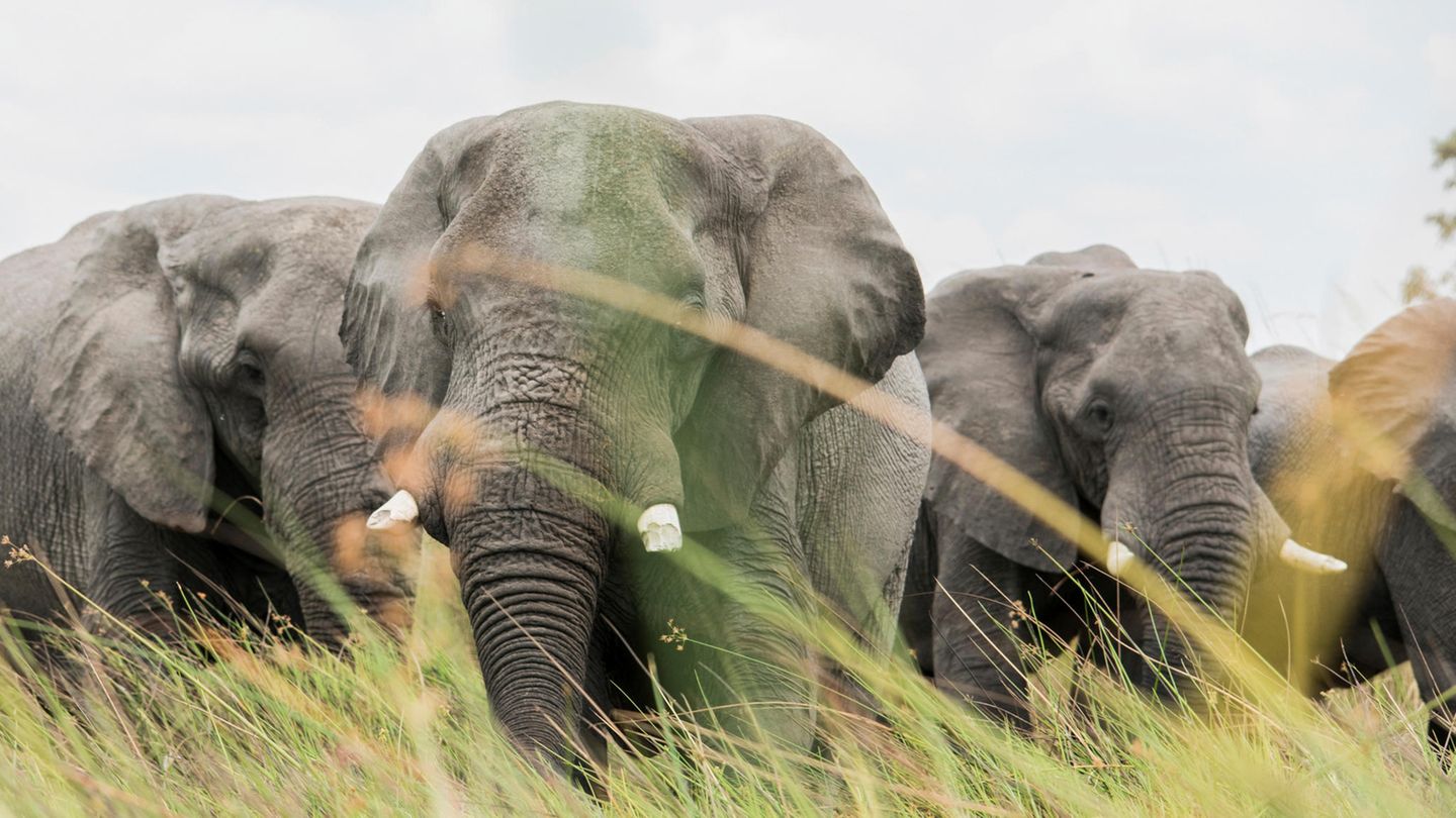 Elefanten im Okavangodelta: Der Handel mit gefährdeten Wildarten bedroht oft ihr Überleben. Bei der Cites-Konferenz in Panama wollen die Vertreter von 184 Staaten über einen besseren Schutz beraten