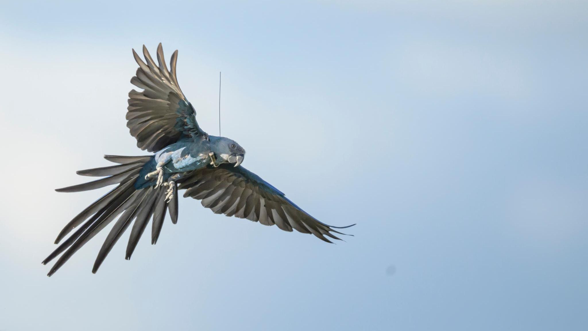 Spix-Aras waren ausgerottet in Freiheit und wurden nun zum ersten Mal erfolgreich ausgewildert © Klaus Nigge