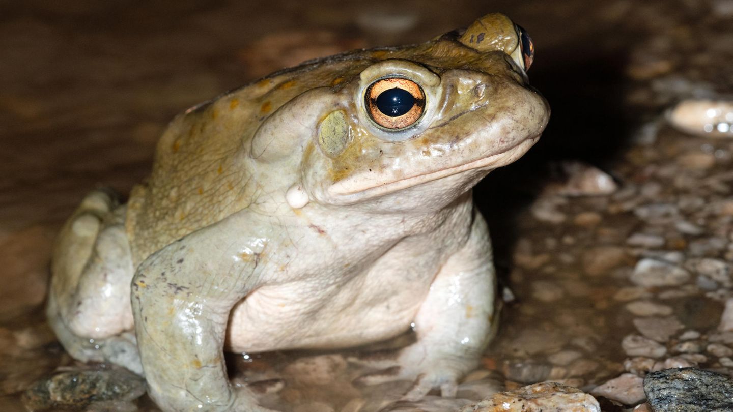 Gefährlicher Trend: Die Sonora-Netzkröte wartet weder darauf, von Menschen geküsst, noch beleckt zu werden Die Sonora-Netzkröte wartet weder darauf, von Menschen geküsst, noch beleckt zu werden