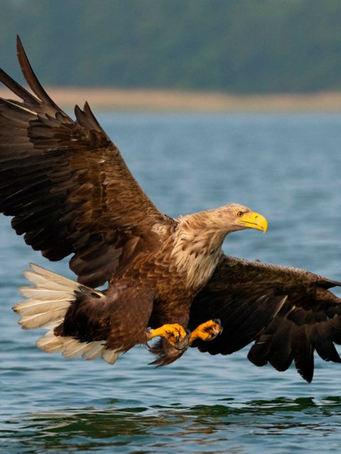 Der größte Greifvogel Nordeuropas: Ein Seeadler will Beute machen in einem Mecklenburger See