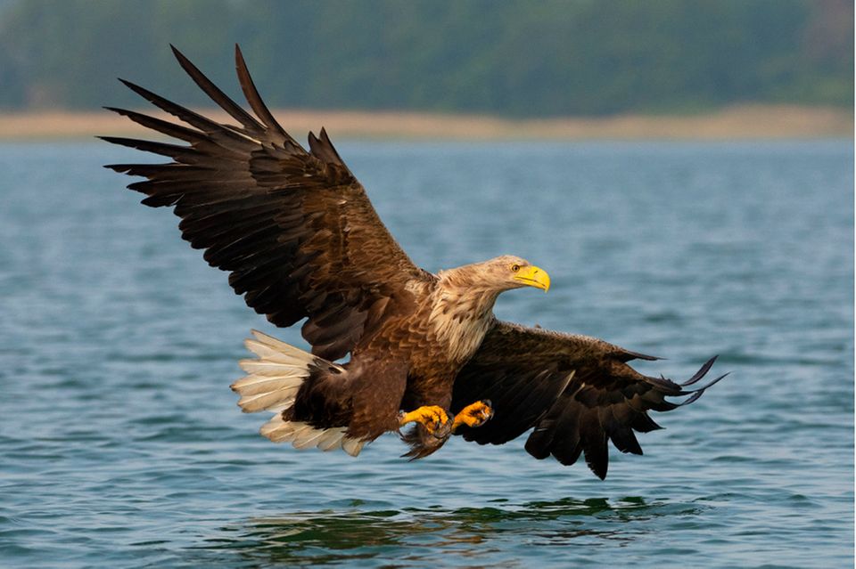 Der größte Greifvogel Nordeuropas: Ein Seeadler will Beute machen in einem Mecklenburger See 1.4993