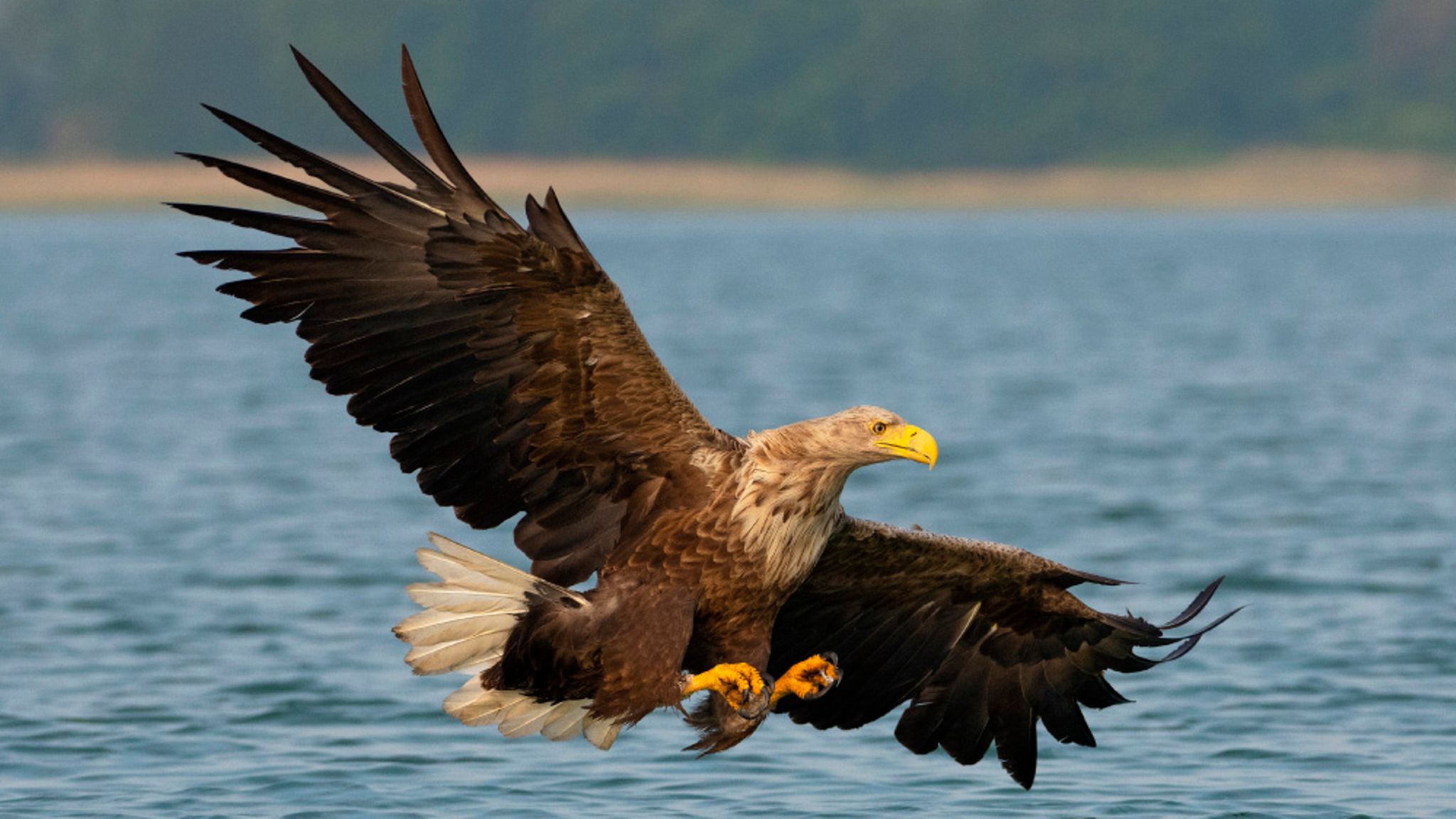 Der größte Greifvogel Nordeuropas: Ein Seeadler will Beute machen in einem Mecklenburger See