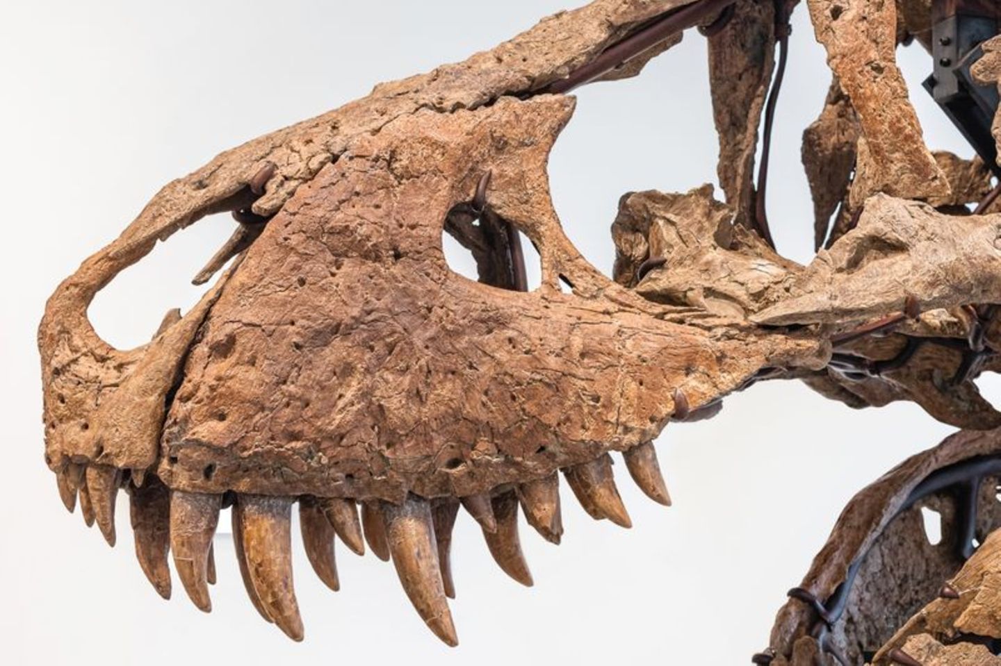 Der Tyrannosaurus-Schädel könnte bei einer Auktion in New York bis zu 20 Millionen US-Dollar einbringen. Foto: -/Sotheby's/dpa