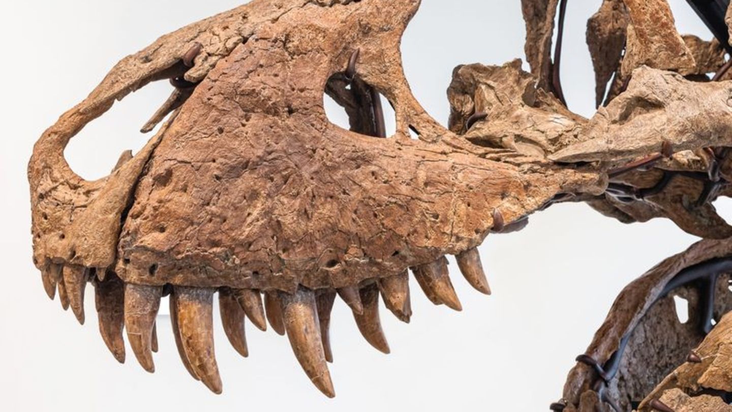 Der Tyrannosaurus-Schädel könnte bei einer Auktion in New York bis zu 20 Millionen US-Dollar einbringen. Foto: -/Sotheby's/dpa