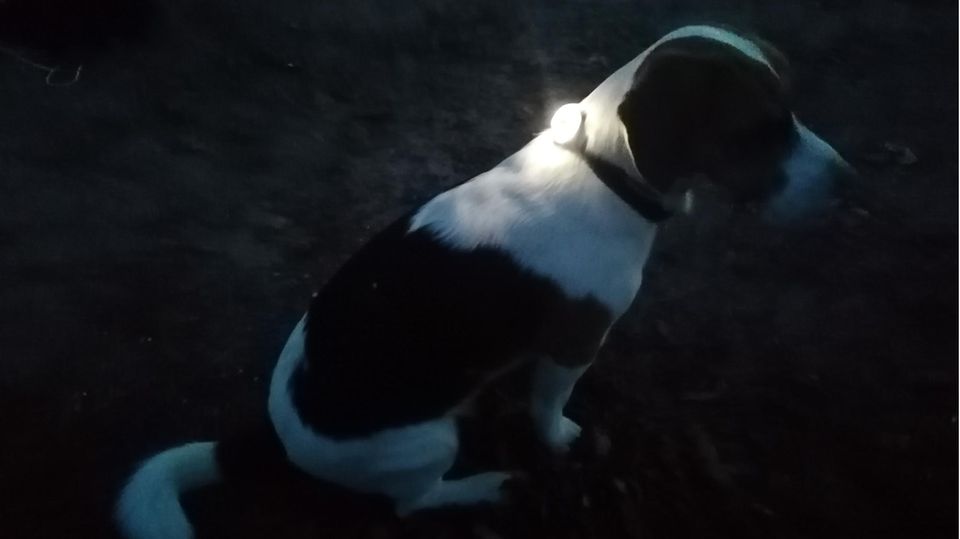 Aufladbares LED-Licht als Alternative zum Leuchthalsband Aufladbares LED-Licht als Alternative zum Leuchthalsband