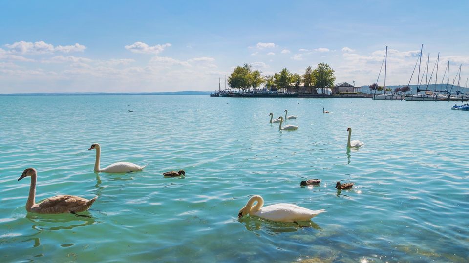 Schwäne auf dem Balatonsee Schwäne auf dem Balatonsee