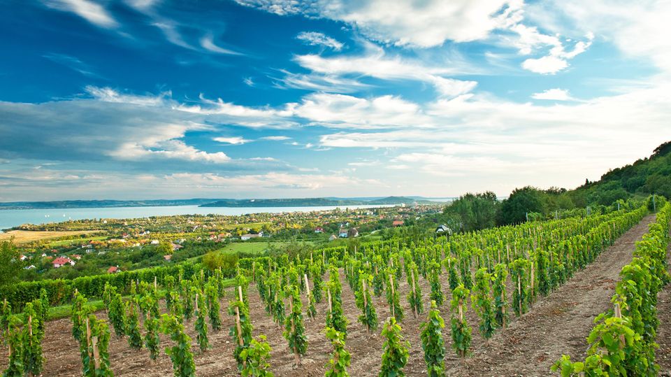 Weinanbau am Balaton Weinanbau am Balaton