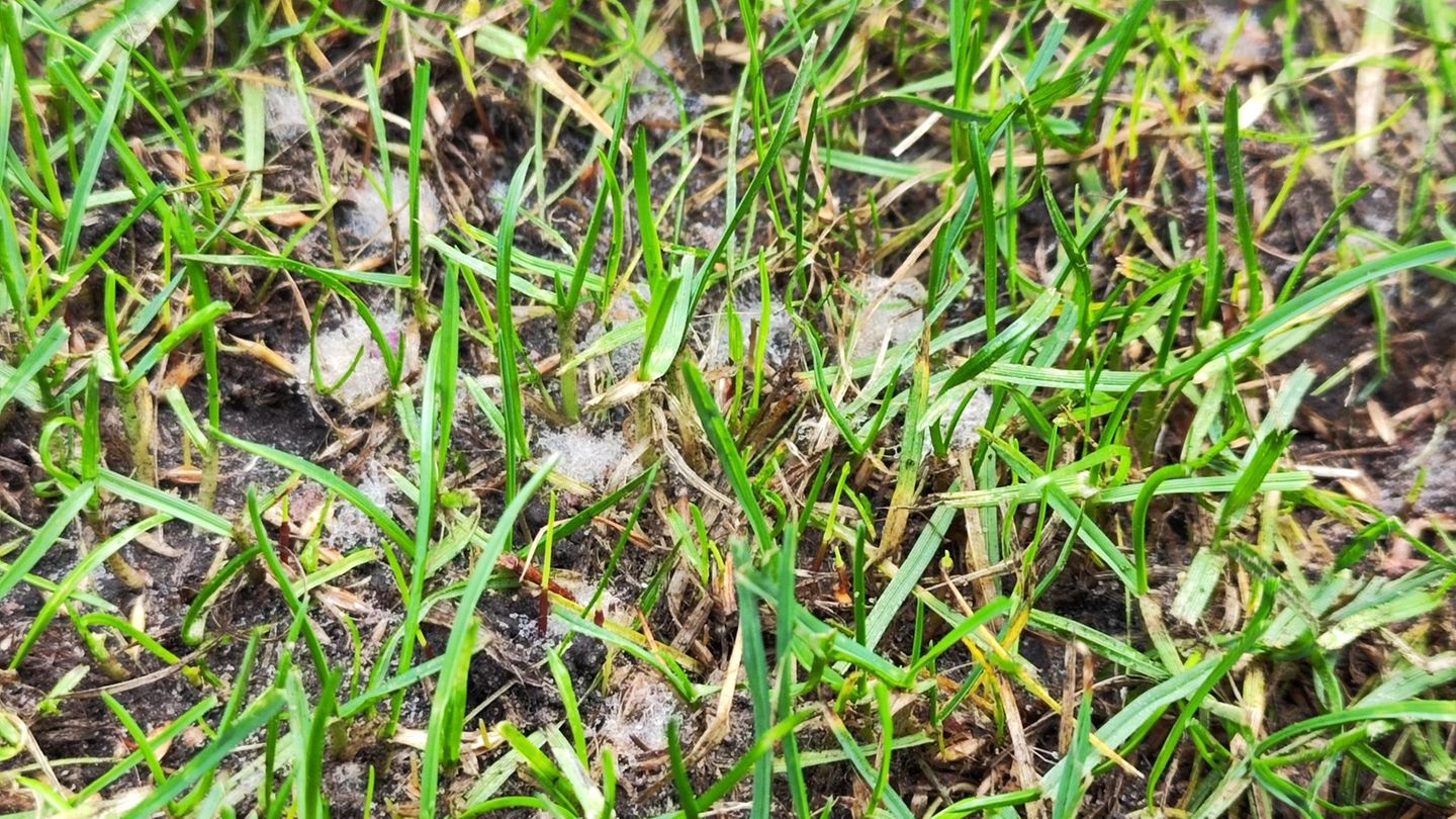 Schimmel im Rasen nach Düngung