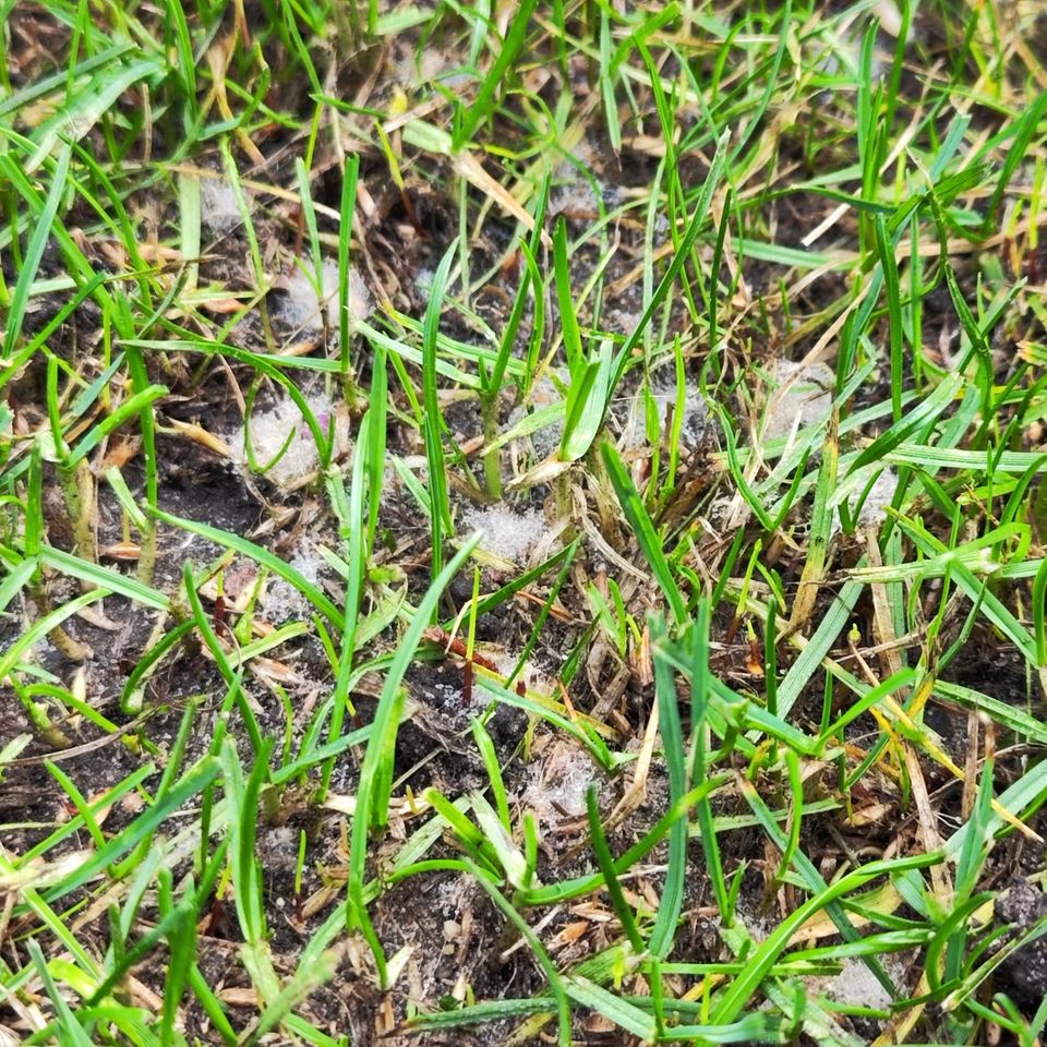 Schimmel im Rasen nach Düngung