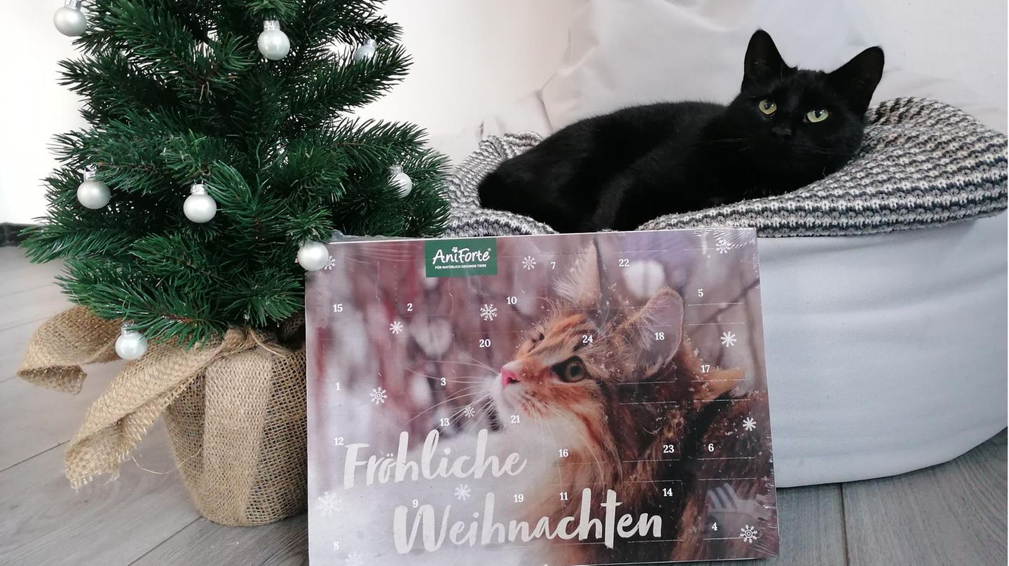 Adventskalender für Katzen Adventskalender für Katzen