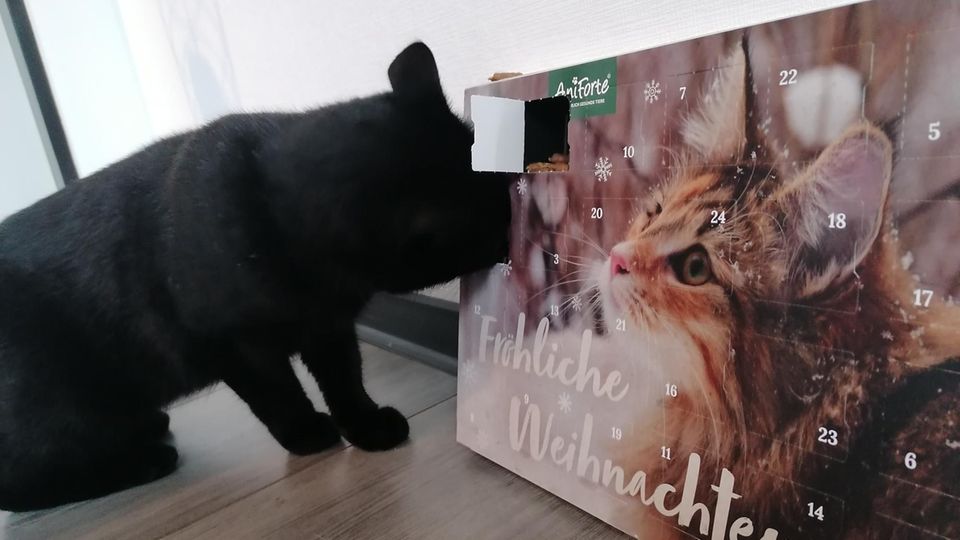 Katze frisst Leckerli aus dem Adventskalender