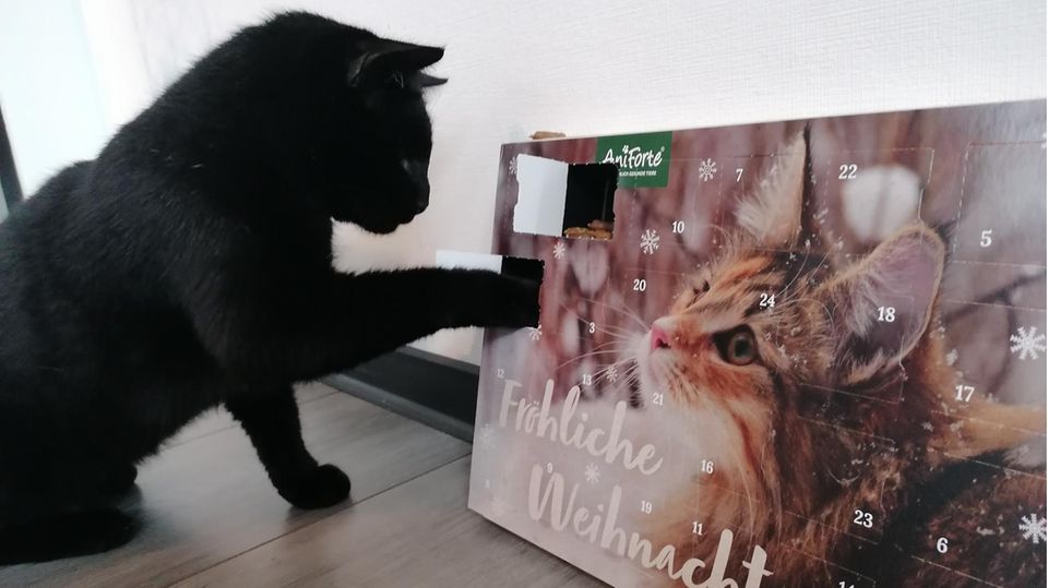 Katze leert das erste Türchen des Adventskalenders