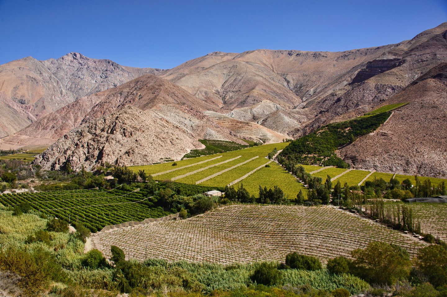 Valle del Elqui: ideale Bedingungen für den Weinbau Valle de Elqui, Chile