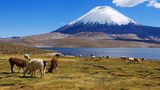 Lauca Nationalpark mit Arinacota-Vulkan im Hintergrund