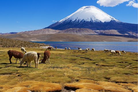 Lauca Nationalpark mit Arinacota-Vulkan im Hintergrund