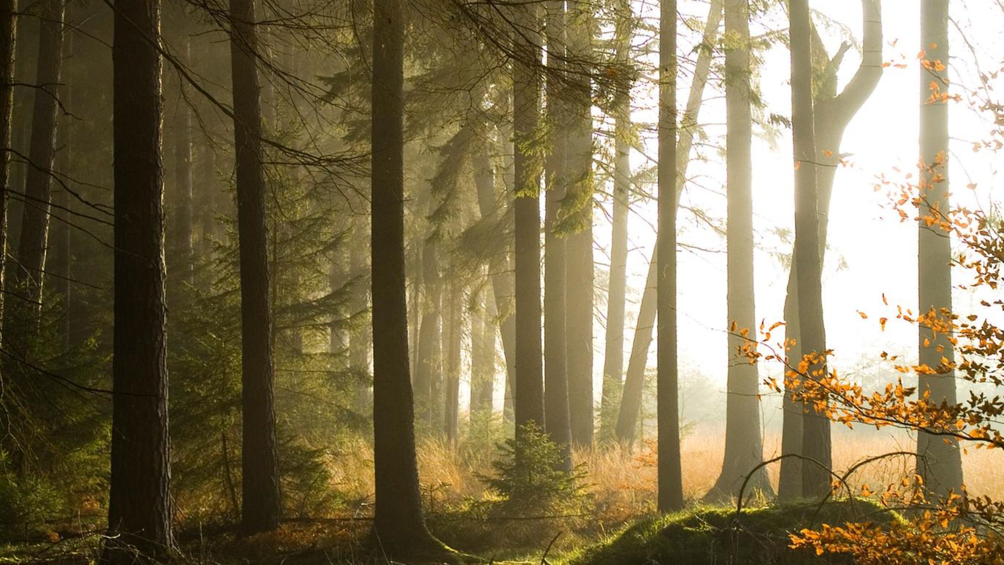 Naturschutz und/oder Ökonomie? In Zukunft  braucht es nicht nur einen neuen Wald, sondern auch ein neues Denken der Waldbesitzer und Waldbenutzer
