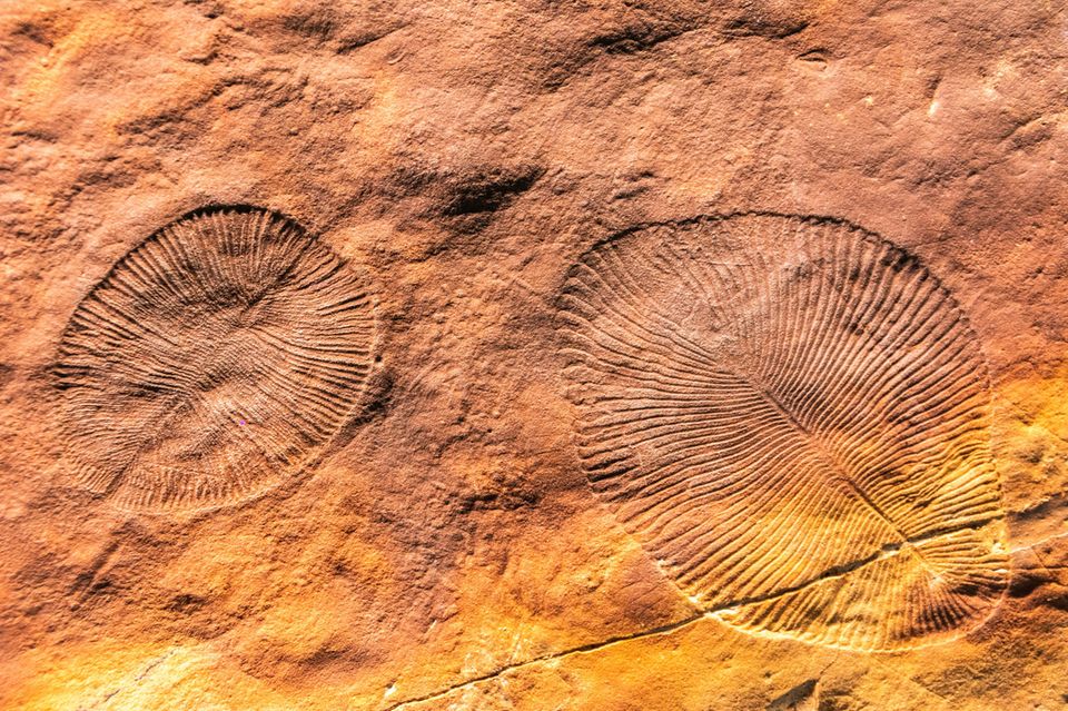 Eine verschwundene, frühe Lebensform: Mehr als 550 Millionen Jahre alte, fossilie Abdrücke einer Spezies der Gattung Dickinsonia aus dem Ediacarium