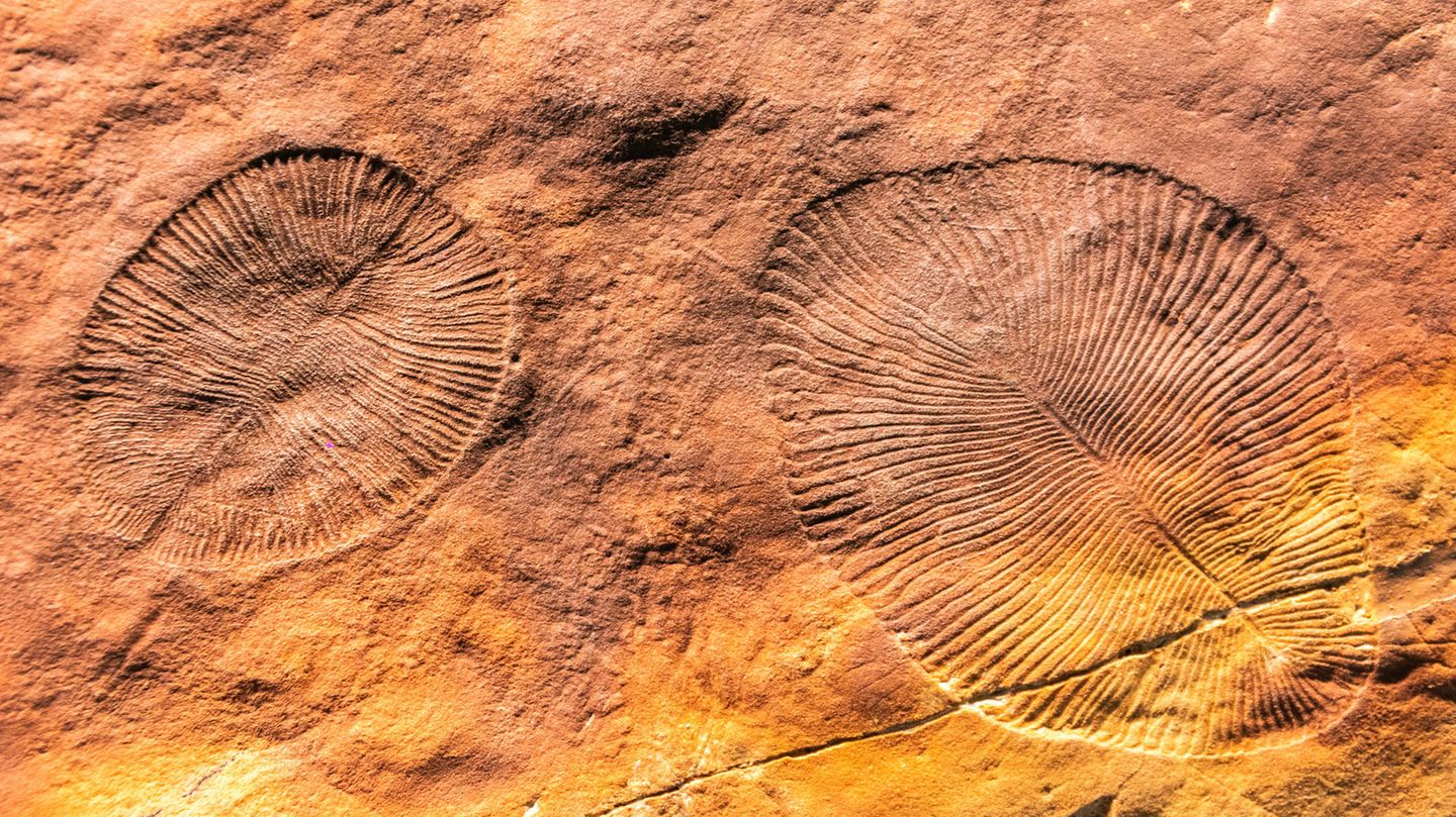 Eine verschwundene, frühe Lebensform: Mehr als 550 Millionen Jahre alte, fossilie Abdrücke einer Spezies der Gattung Dickinsonia aus dem Ediacarium