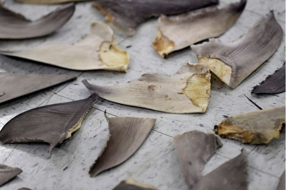 Beschlagnahmte Haifischflossen in Doral im US-Bundesstaat Florida
