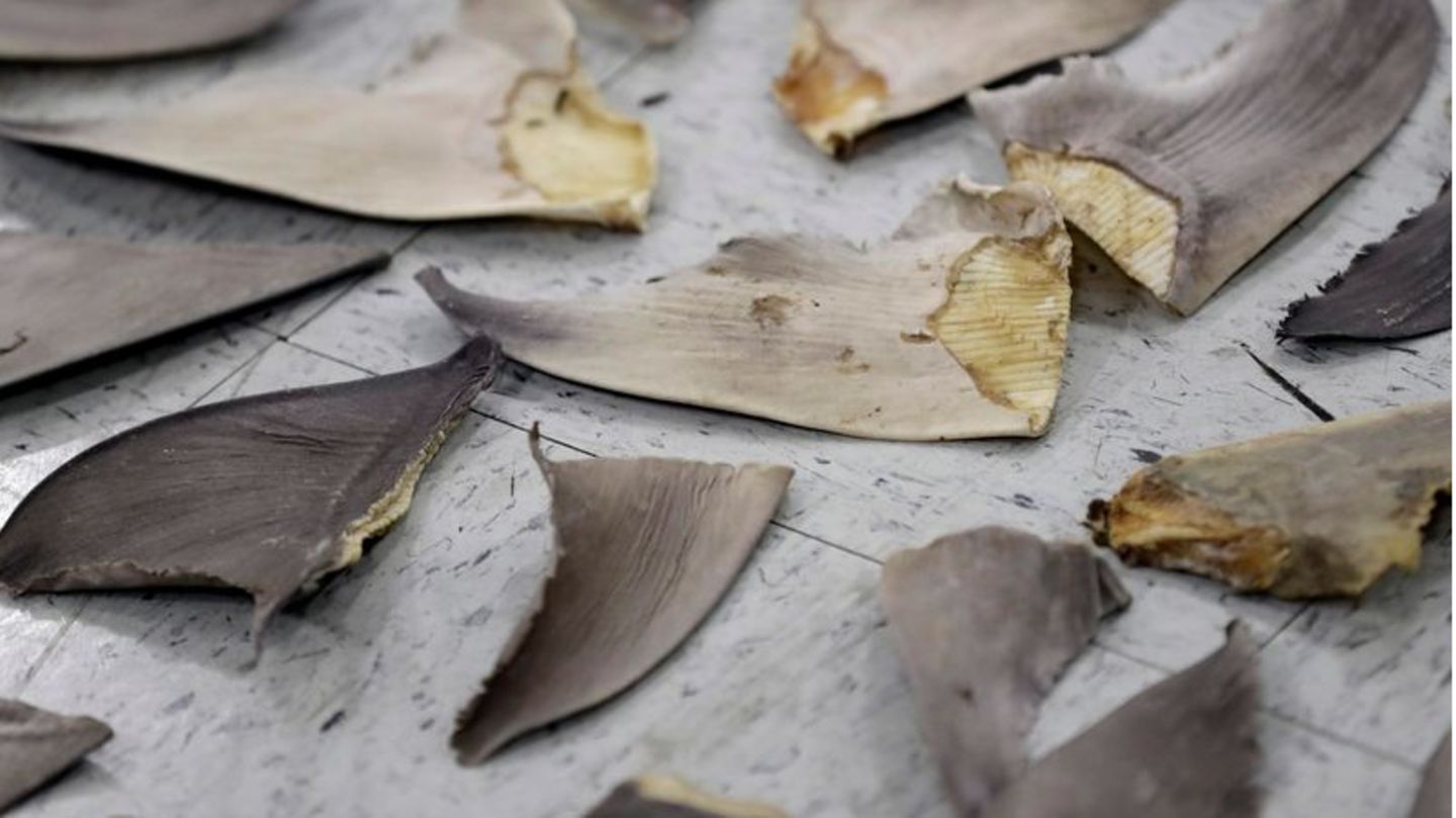 Artenschutz: Beschlagnahmte Haifischflossen in Doral im US-Bundesstaat Florida Beschlagnahmte Haifischflossen in Doral im US-Bundesstaat Florida