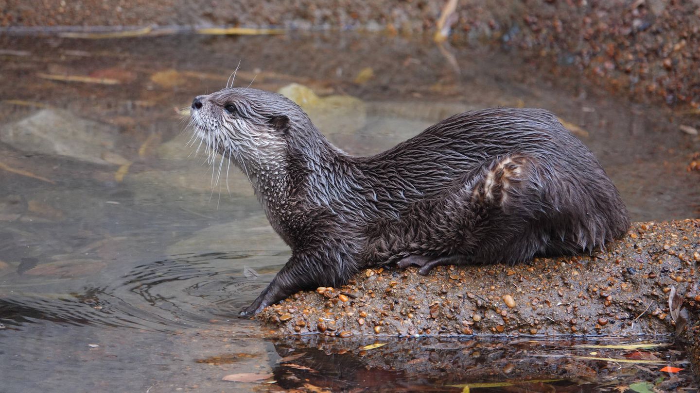 Ein Fischotter in einem Teich
